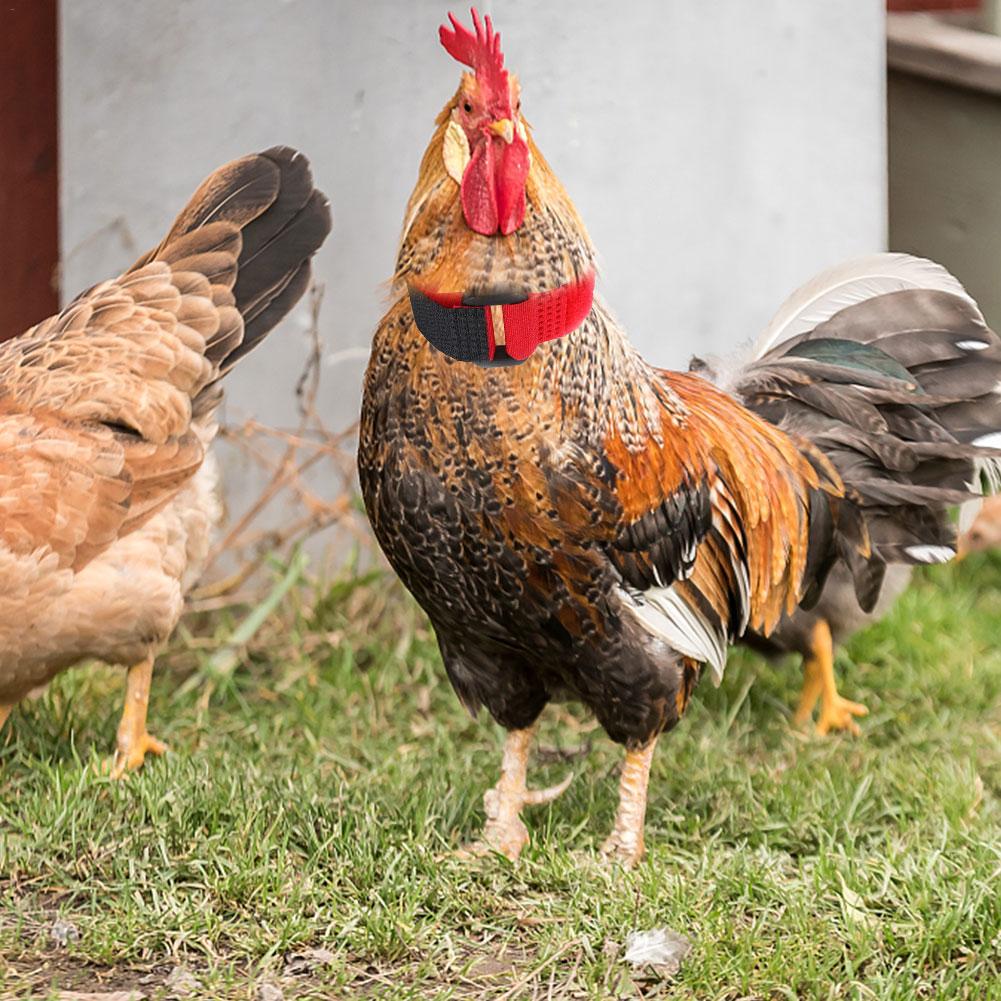 2 Stuks Kip Kraag Geen-Kraai Haan Kraag Fowl Nekband Accessoires Voor Pluimvee Noise Gratis Anti-Haak nekband