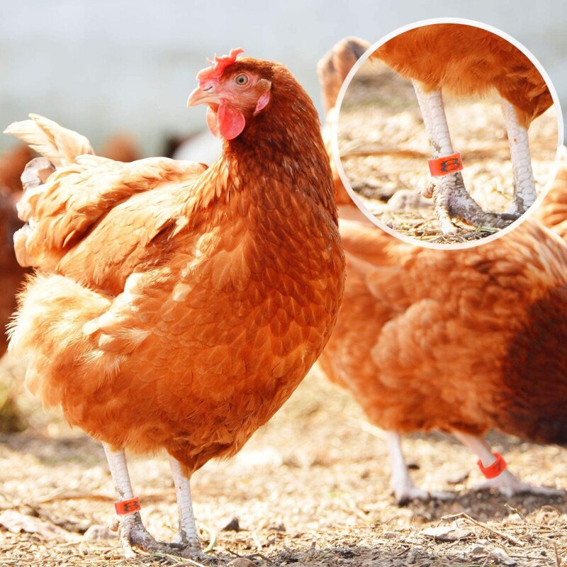 100 pcs/package Bird And Pigeon Foot Ring Color Identification Ring Opening Poultry Foot Set Foot Identification Tool