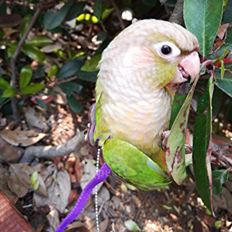 Arnés para exteriores para loros, correa ajustable, cuerda de entrenamiento, banda antimordida para pájaros y mascotas,