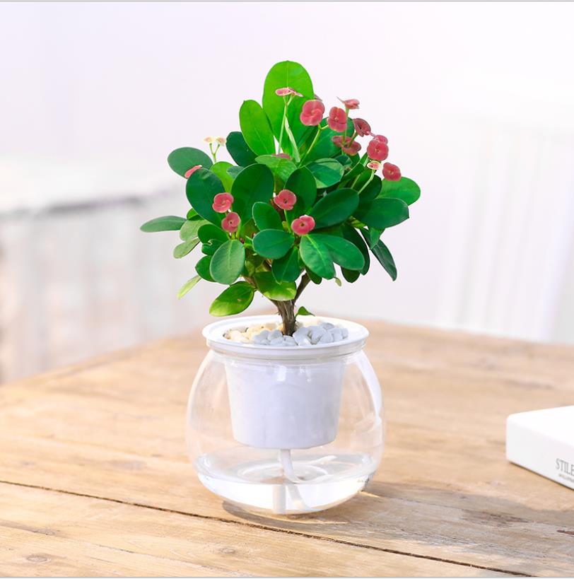 Automatisk vanning blomsterpotte gjennomsiktig vannlagring plast blomsterpotte for saftige planter afrikanske fioler blomster