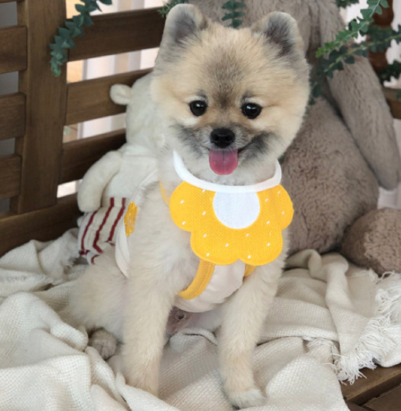 canna Bandana fasciatura triangolare animale domestico fazzoletto da collo sciarpa bavaglini lavabili fazzoletto da collo sciarpa reticolare saliva asciugamano accessori per animali domestici: giallo