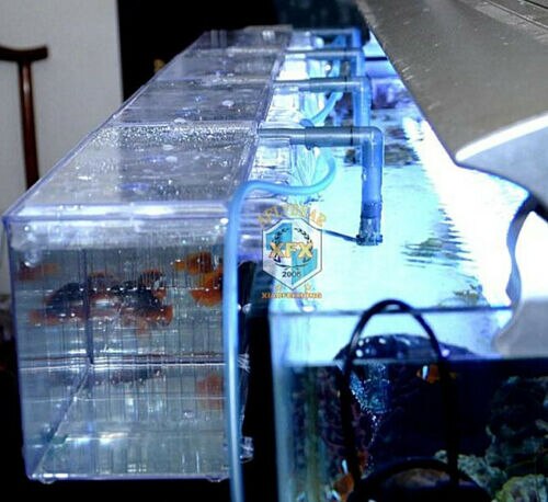 Aquarium kweekbak hang kweekbak kwekerij jachthaven jongen isolatie