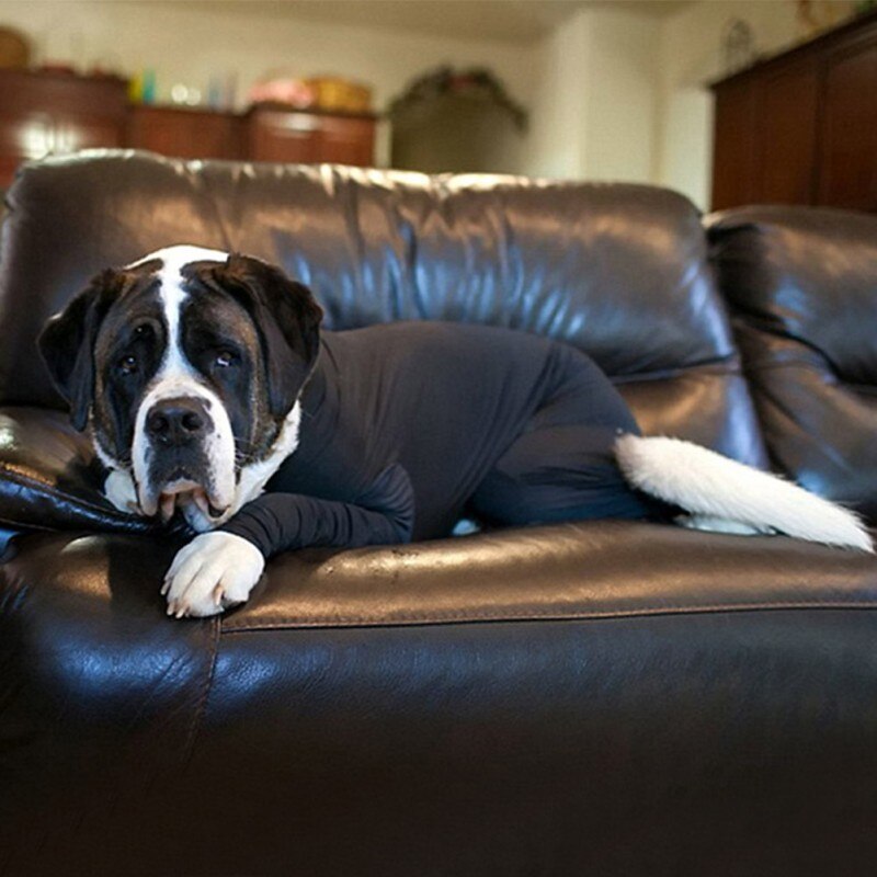 Traje de cirugía Post Pet después de la operación del perro beneficiosa para la recuperación de heridas, evita que la laminación de mascotas reduzca la extensión de las pulgas