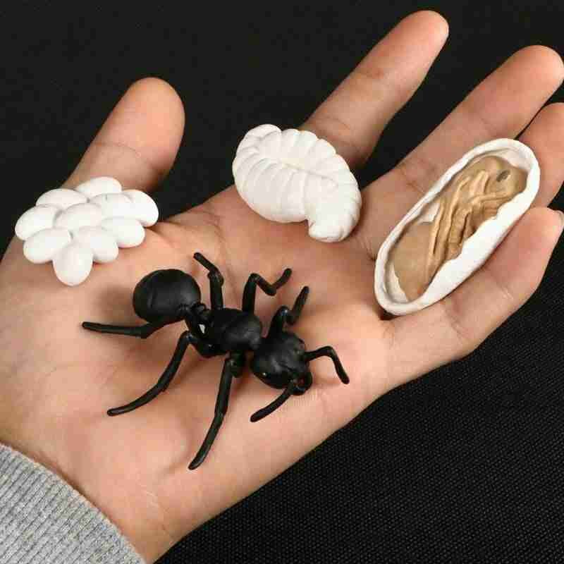 Simulation Animals Life Cycle Figurines, Frog Ant Mosquito Sea Turtle Chicken Growth Cycle Model Figures toys play set