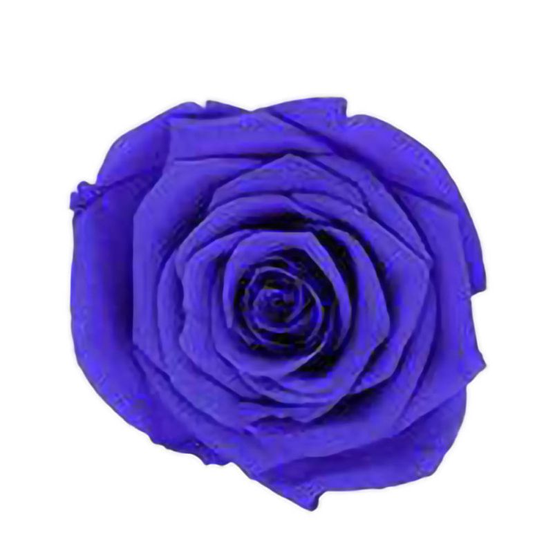 6 Roses Dried Flower Flower Head Eternal Flower B-class Wedding Family Decoration Valentine's Day Mother's Day