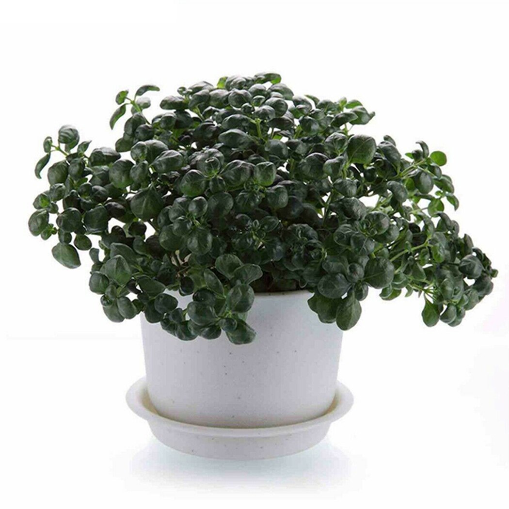 Platte kant plantenbak schaal bloemenhouder pad witte container afval sterk