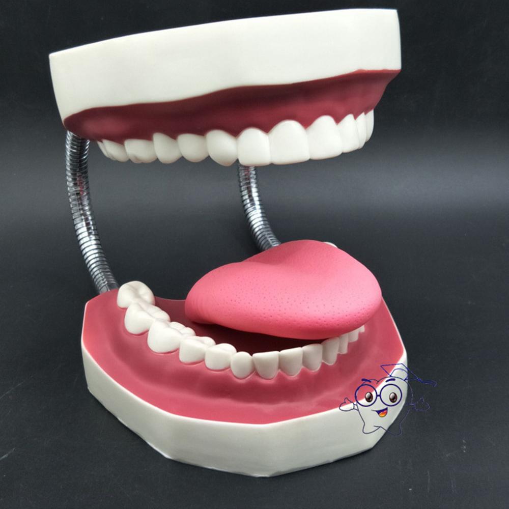 Dental Brushing Model with Tongue and Giant Denture Teaching Study Brushing Tooth Model Tools
