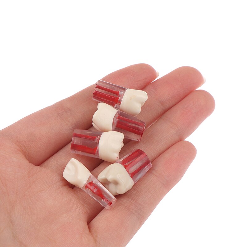 2 uds. De resina endodoncia Dental, modelo de diente Endo, limas de conducto radicular, práctica de pulpa