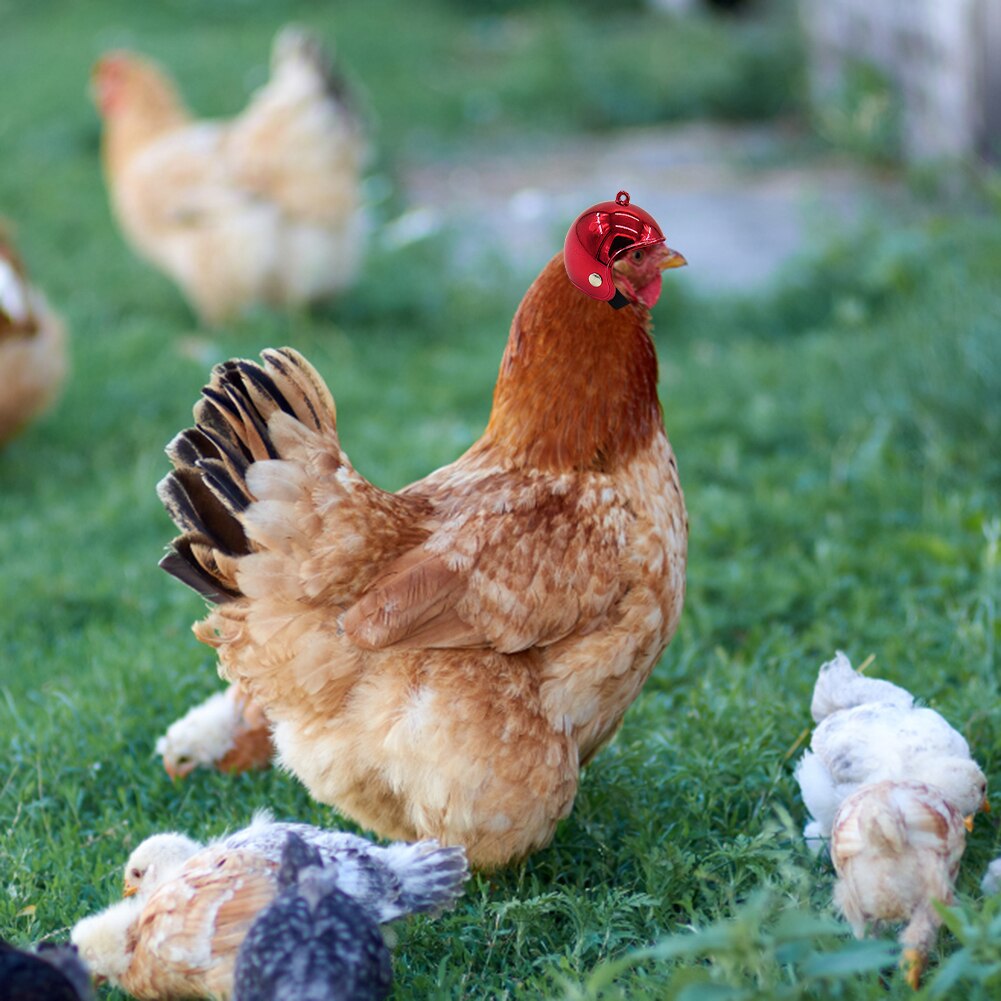 Kip Helm Cap Pet Beschermende Kleding Zon Regen Bescherming Helm Speelgoed Vogel Hens Kleine Dierbenodigdheden Kostuums Accessoires