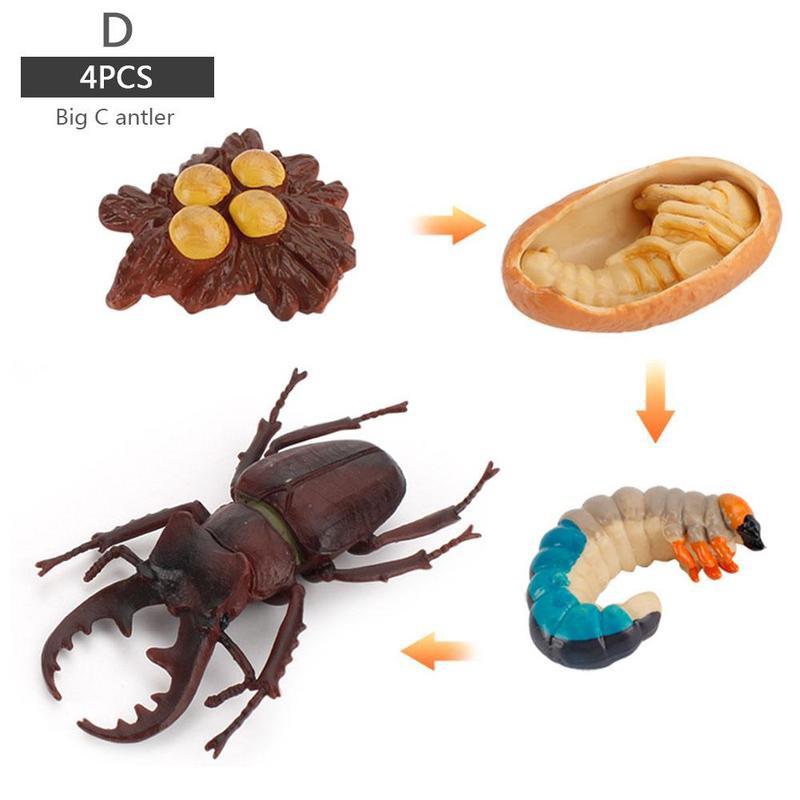 Simulatie Insect Bee Groei Cyclus Model Beeldjes Kikkers Zee Groei Mier Set Mosquito Model Cyclus Cijfers Kip Speelgoed T G5N: D