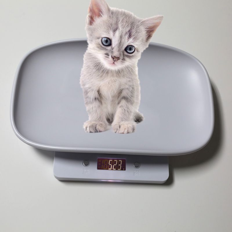 Báscula de animales para perros y gatos, báscula de peso Digital de 1g-10kg para bebés (kg/oz/lb) LCD