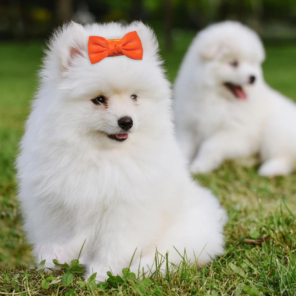 Pajarita compacta para mascotas, pinzas para el pelo, accesorios de peinado, pasador de Color vibrante para Festival