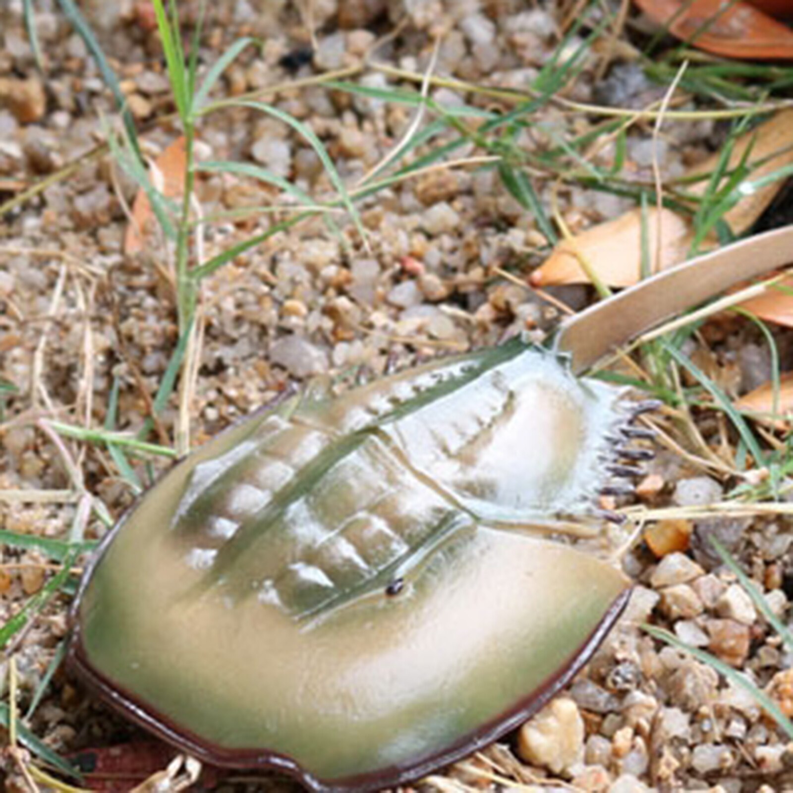 NATURE GROWTH TOY ANIMAL GROWTH CYCLE TEACHING AIDS REALISTIC