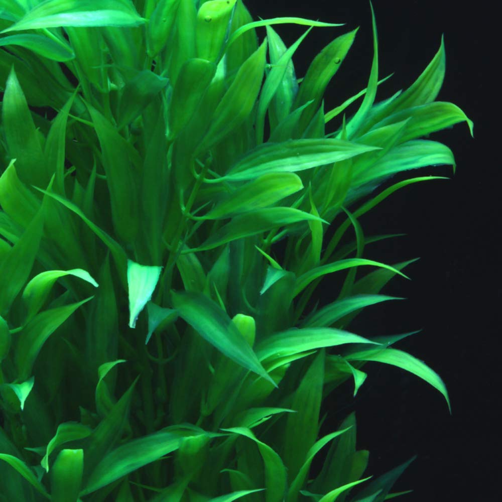 Akvarieplanter akvarieplanter kunstigt vand vandlevende høj plante rød grøn stor til fisk frø tank dekorationer