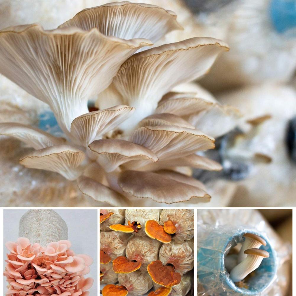 10 Stks/zak Groei Tassen Hittebestendig Food Grade Plastic Ademend Plantaardige Container Voor Paddestoel