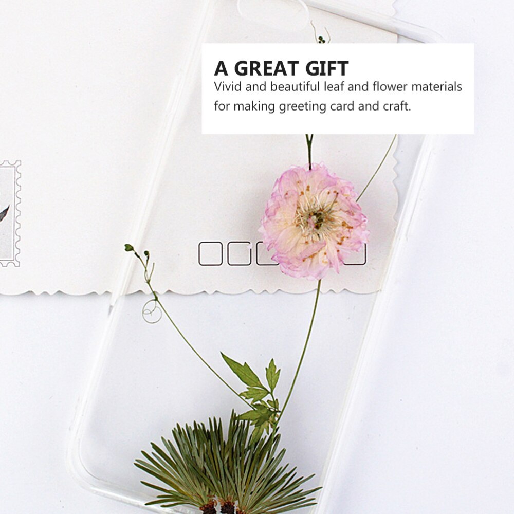24Pcs Mooie Natuurlijke Groene Diy Ambachten Plant Sample Dennennaalden Bladeren Handgemaakte Accessoires Voor Thuis Hetel Telefoon Case