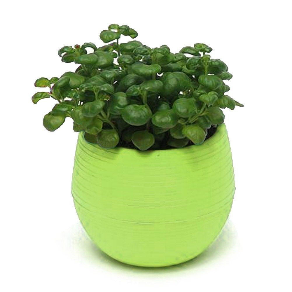 Eco-friendly Mini Colourful Round Plastic Plant Flower Pot Garden Home Office Decor Planter Desktop Flower Pots: Green