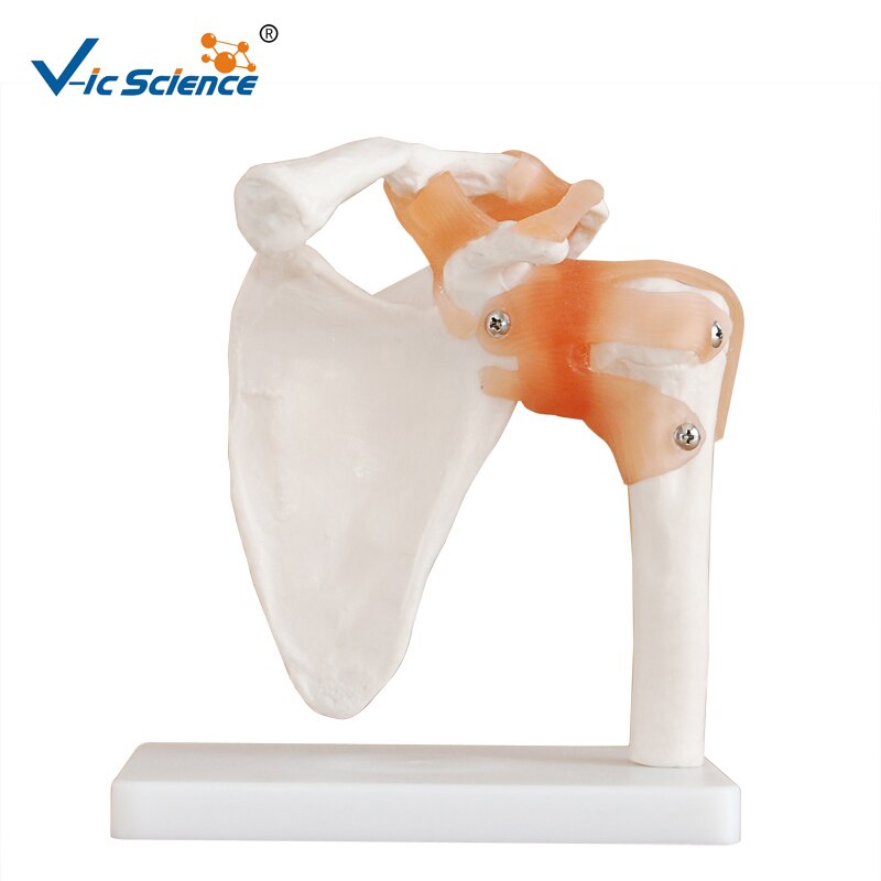 Levensgrote PVC Skelet Schoudergewricht Model