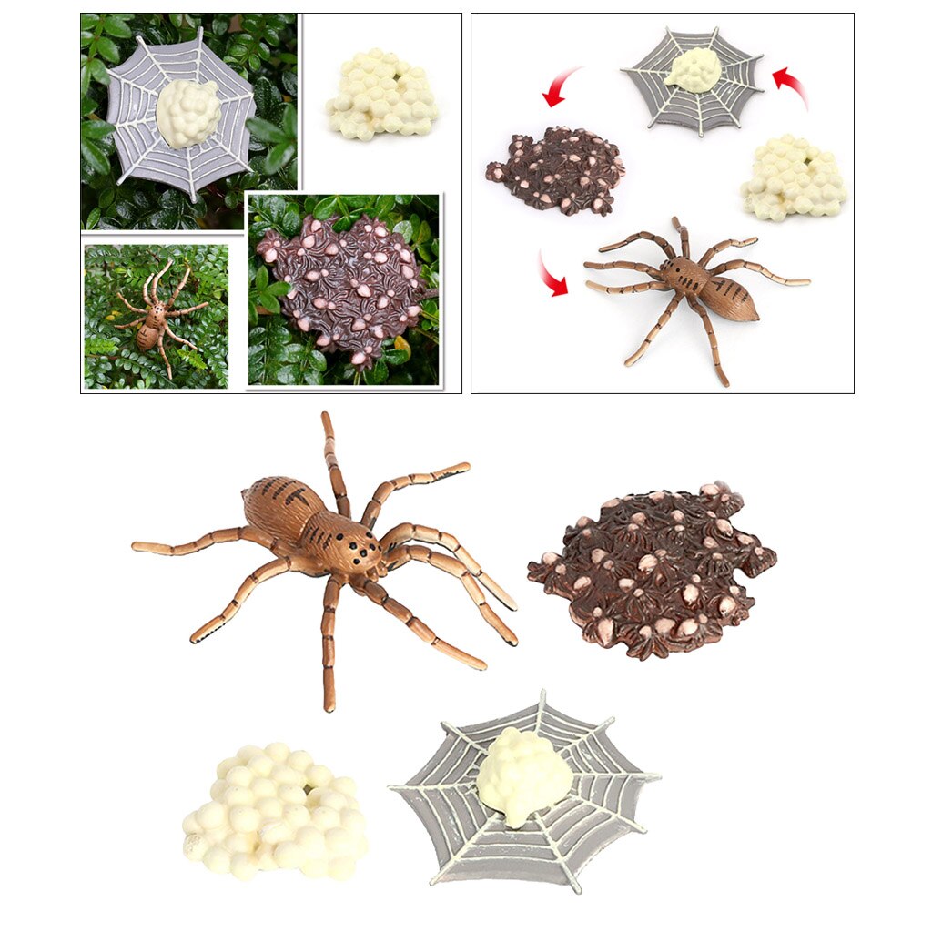 Spider Life Cycle of Growth Insects Animal Figures Miniature Educational Toys