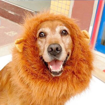 Hair Ornaments Pet dog Costume Halloween Clothes Fancy Dress Up Lion Mane Wig for Large Dogs supplies: light brown with ear