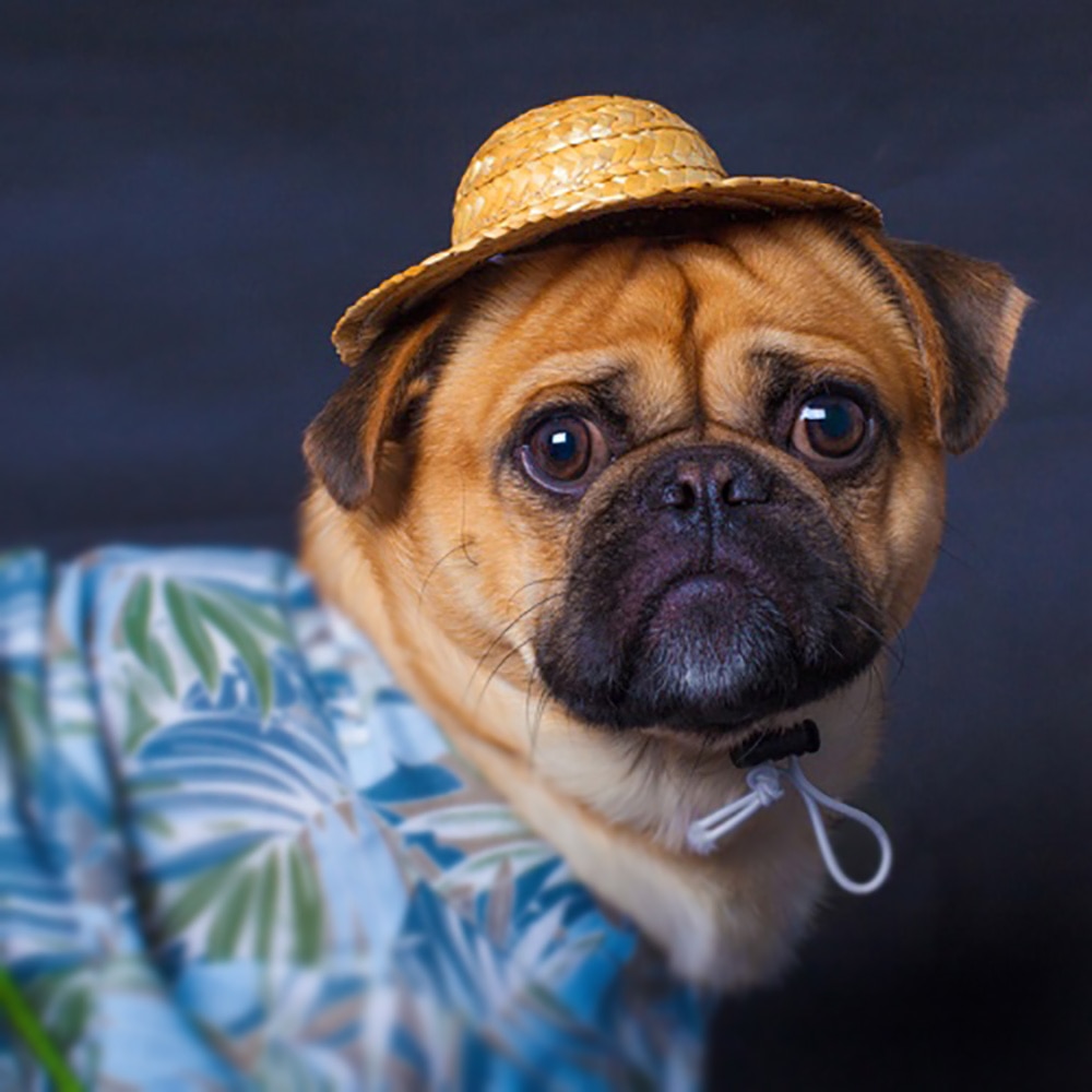 Gorro de paja Estilo Hawaiano para perro, Sombrero de paja para mascotas pequeñas, accesorios para fotos,