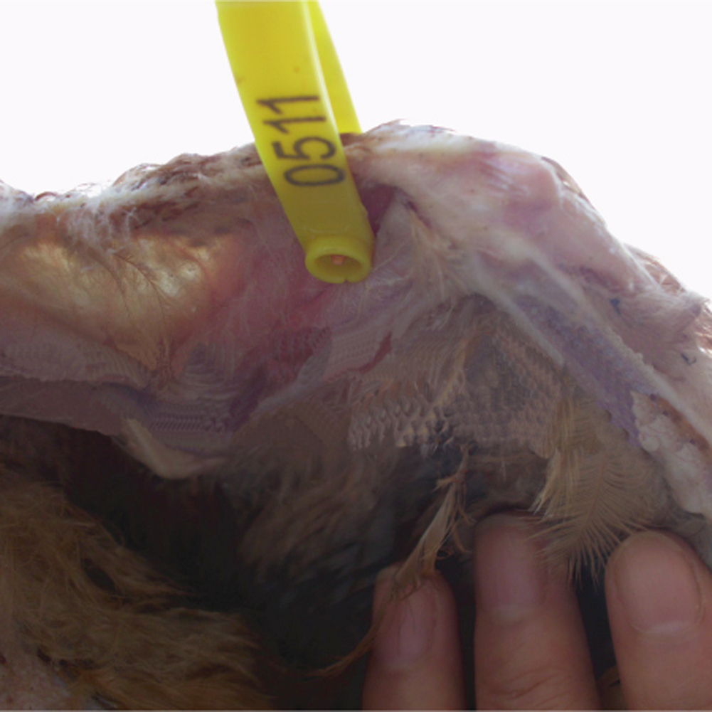 Vogel Kwartel Duif Eend Gans Kip Kip Vleugels Identifier Vleugels Identificatie Ring Gevogelte Boerderij Chick Vleugels Ring 100 Stuks