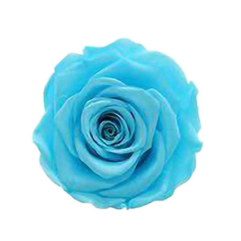 6 Roses Dried Flower Flower Head Eternal Flower B-class Wedding Family Decoration Valentine's Day Mother's Day