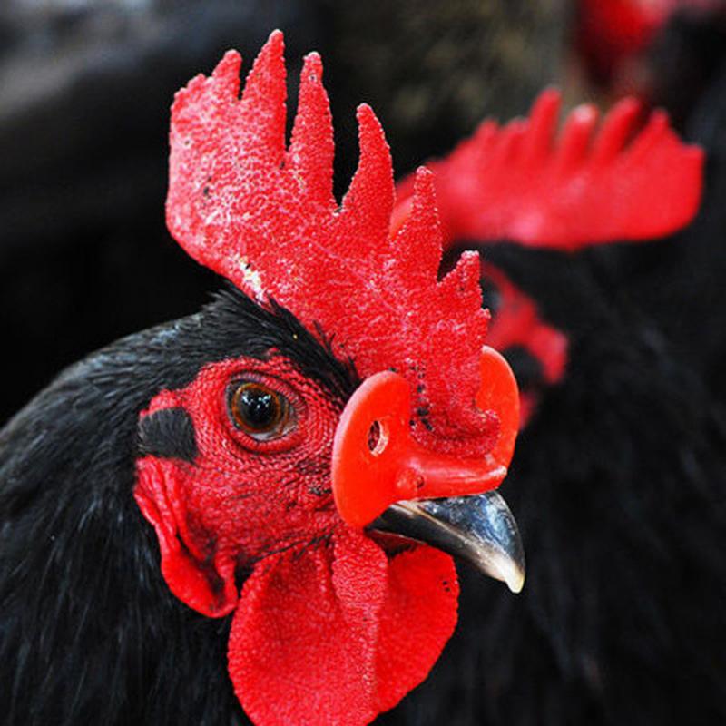 Gafas antipectorales para gallinas y faisán, equipo de cría de pollos, gafas para el pene, para Cocina y jardín, 20 Uds.