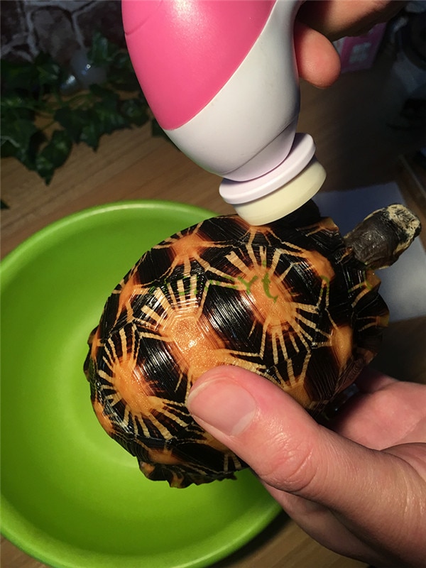 1 piece turtle shell back electric brush reptile electric brush armor shell electric turtle shell scrubber turtle with a brush