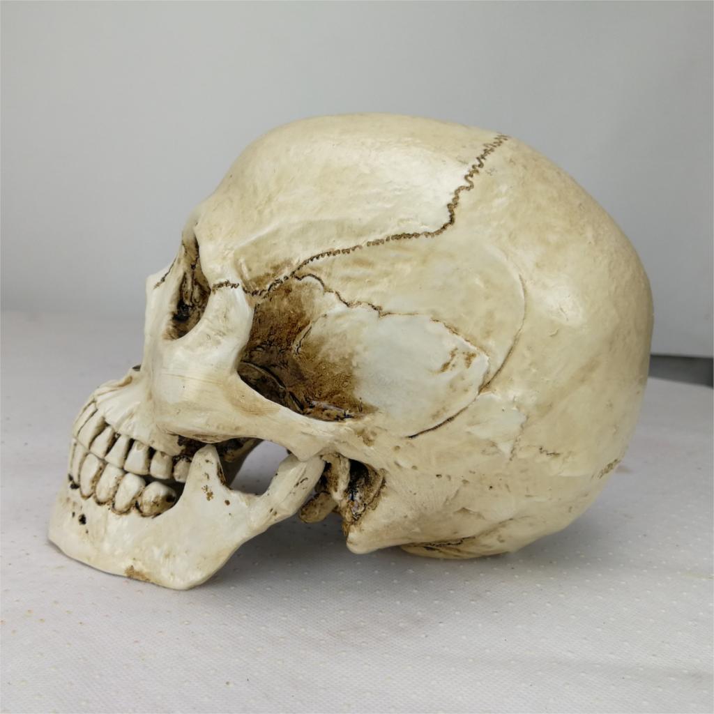 Réplica de cabeza humana de resina, modelo médico Lifesize, Decoración de casa de Halloween, arte decorativo, Cráneo 22x15x17CM