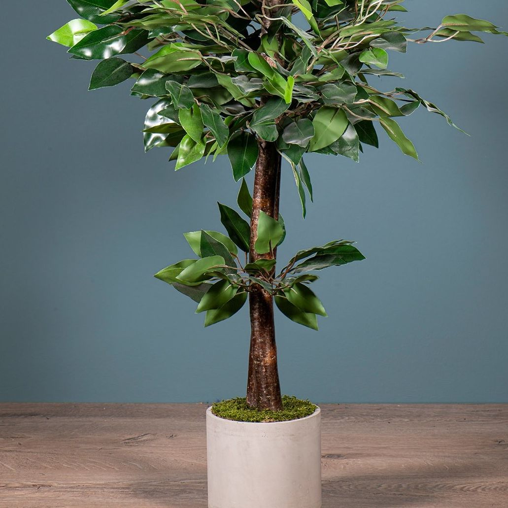 Ceramic Plant Pot 100 Cm Benjamin Tree