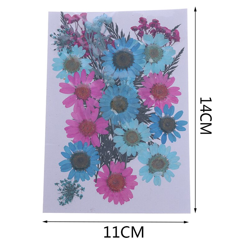 Dried Flowers specimen Pressed Scrapbook Bookmark Card DIY Art Craft Decor