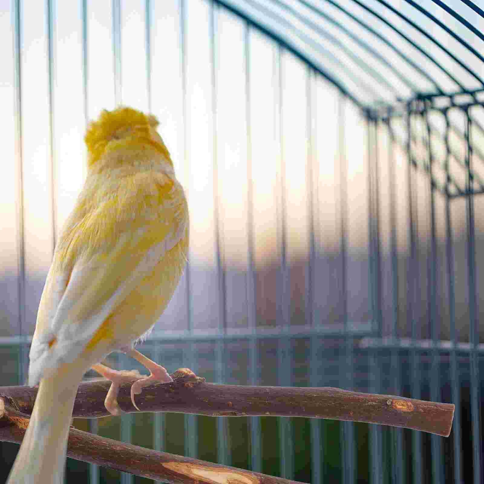 4pcs Bird Perch Pole Parakeet Standing Branch Parrot Climbing Wood Perch