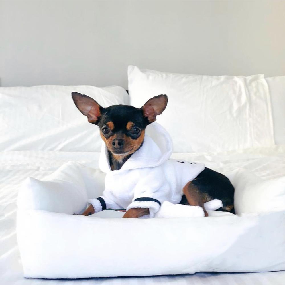 chihuahua kjæledyr hund seng kennel hus saken sofa til små middels butikk hunder mopper schnauzer fransk bulldog pxb 01