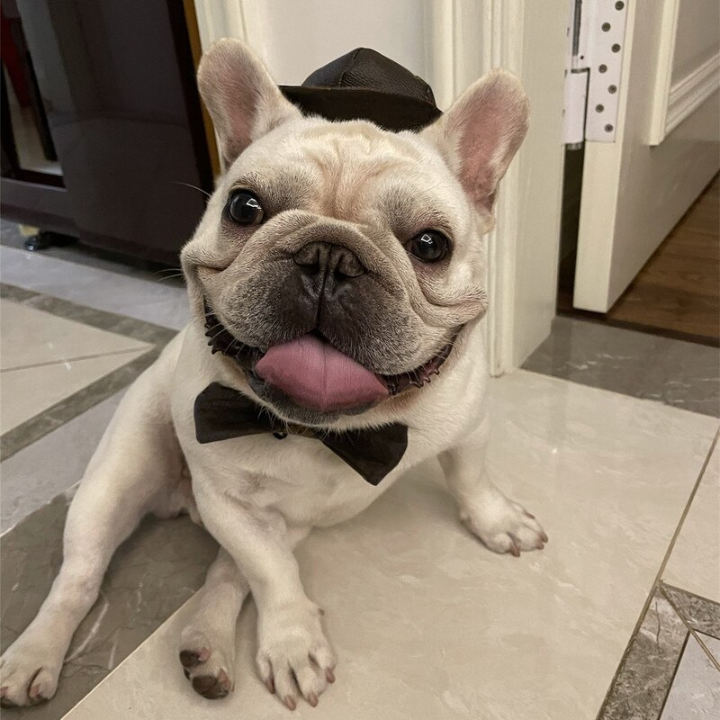 Cappello bulldog francese con papillon per carlino animale domestico cane riprese puntelli accessori impostato collare per cani PDZL03