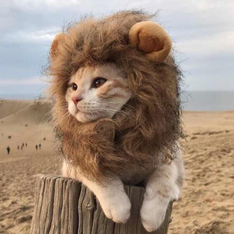 Leuke Leeuw Manen Kat Pruik Funny Pet Kleding Hond Kat Cap Hat Kostuum Cosplay Jurk Met Oor Party Interactieve speelgoed Dierbenodigdheden