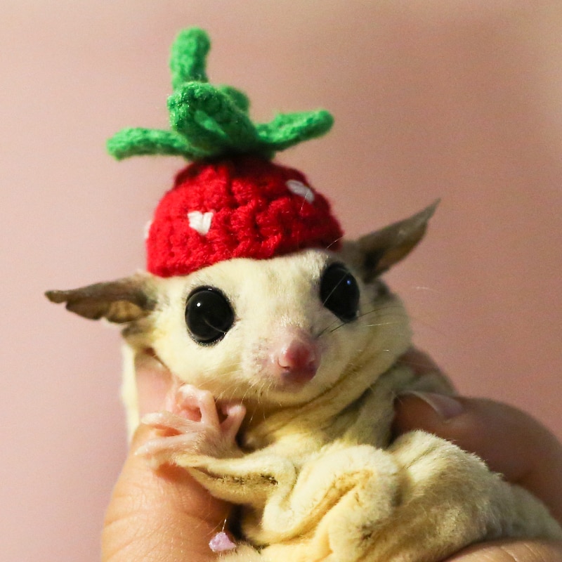 Shrew-sombrero para hámster tejido a mano, mini disfraz de animal bonito, sombrero de dibujos animados, ropa para mascotas
