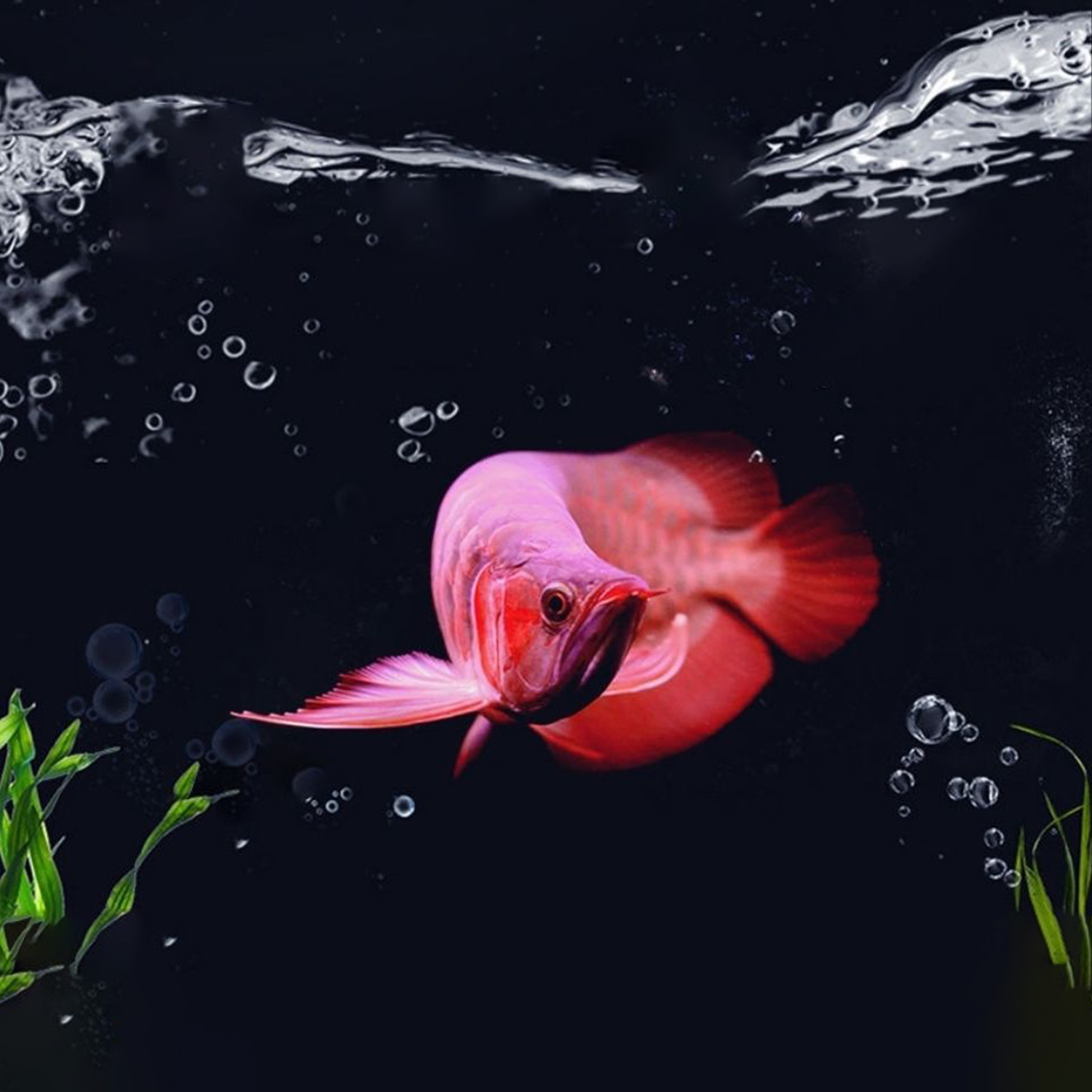 Média filtrant pour Aquarium, charbon actif, anneau en céramique, 250g, Bio boule, de l'eau, accessoires de filtre pour Aquarium
