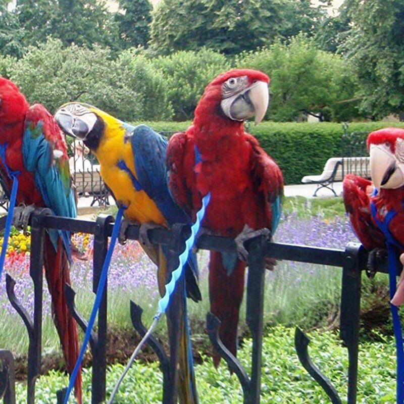 Meilleur 2x harnais et laisse pour oiseaux de compagnie, laisse de harnais pour oiseaux perroquet réglable-harnais et laisse de corde d'entraînement Anti-morsure pour animaux de compagnie (XS & P)