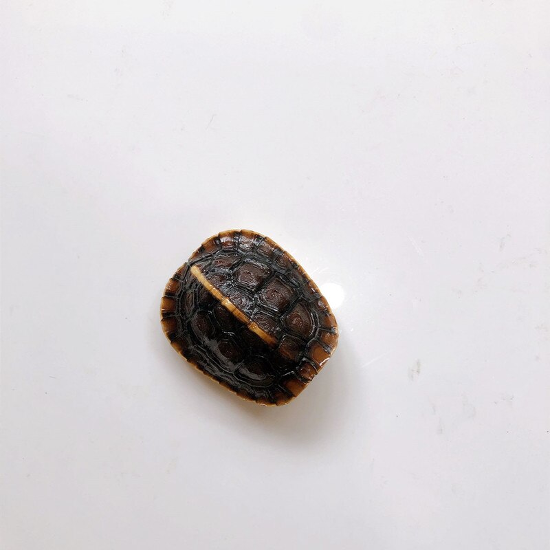 1PCS Unique true specimen of tortoise shell (Reeves tortoise) specimen exfoliation technique