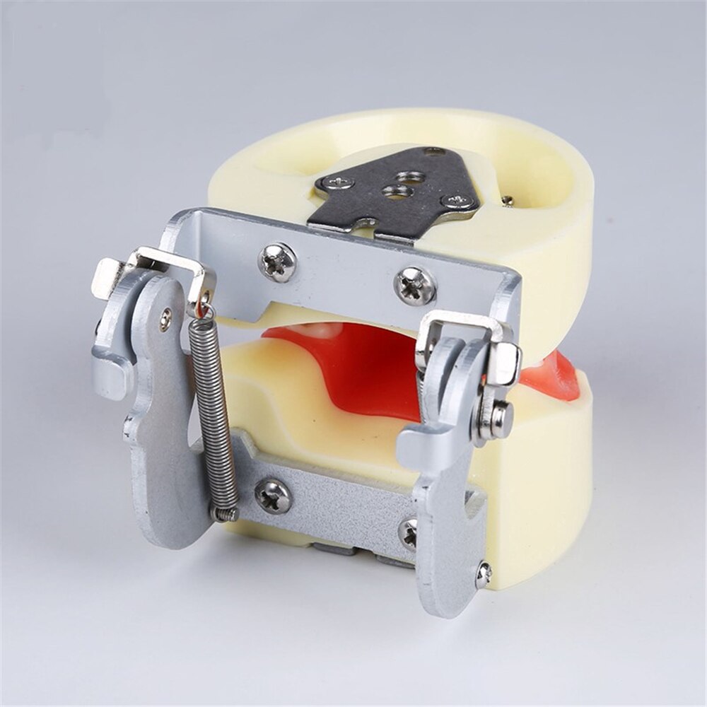 Dental Training Model Children Baby Teeth Model M7014/Standard Pediatric Practice Model Baby Tooth Typodont with Soft Gym