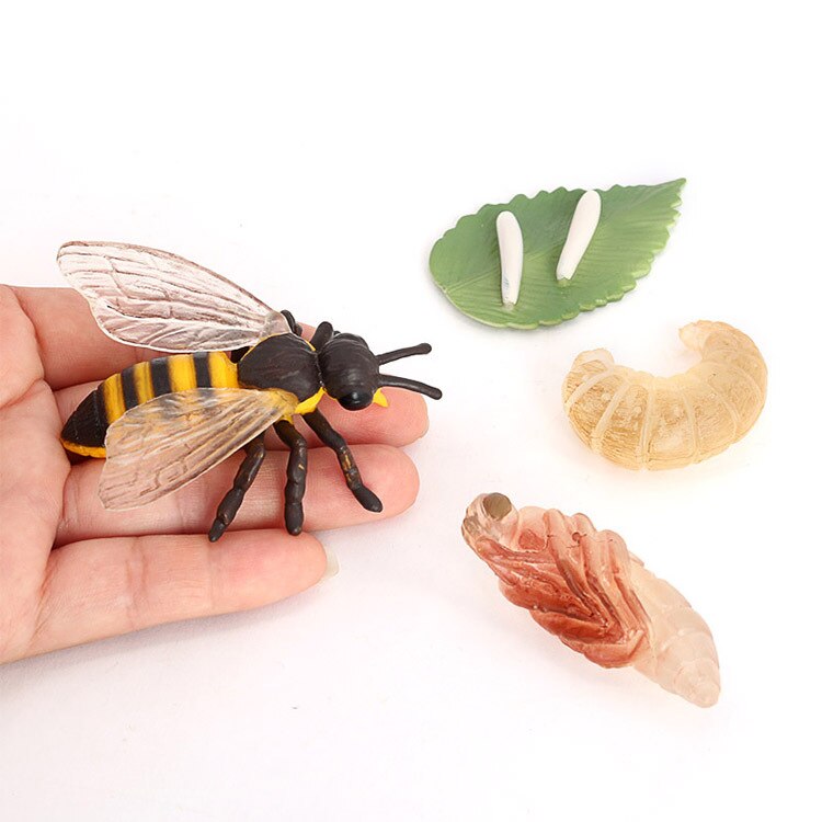 10 Sets Animal Life Growth Cycle Simulation Model Bee Ladybird Spider Bettle Butterfly Biology Nature Learning Toys