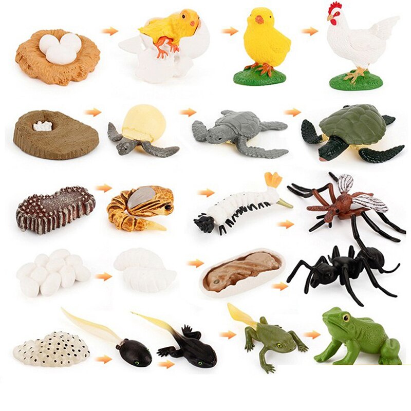 Cognitive Toy Simulation Life Cycle Animals Plant Growth Cycle Model Science Educational Toys For Children