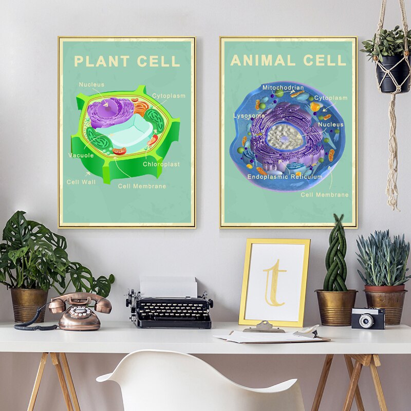 Animal and Plant Cell Biology Posters and Prints Science Educational Wall Art Painting Pictures Laboratory Office Decor