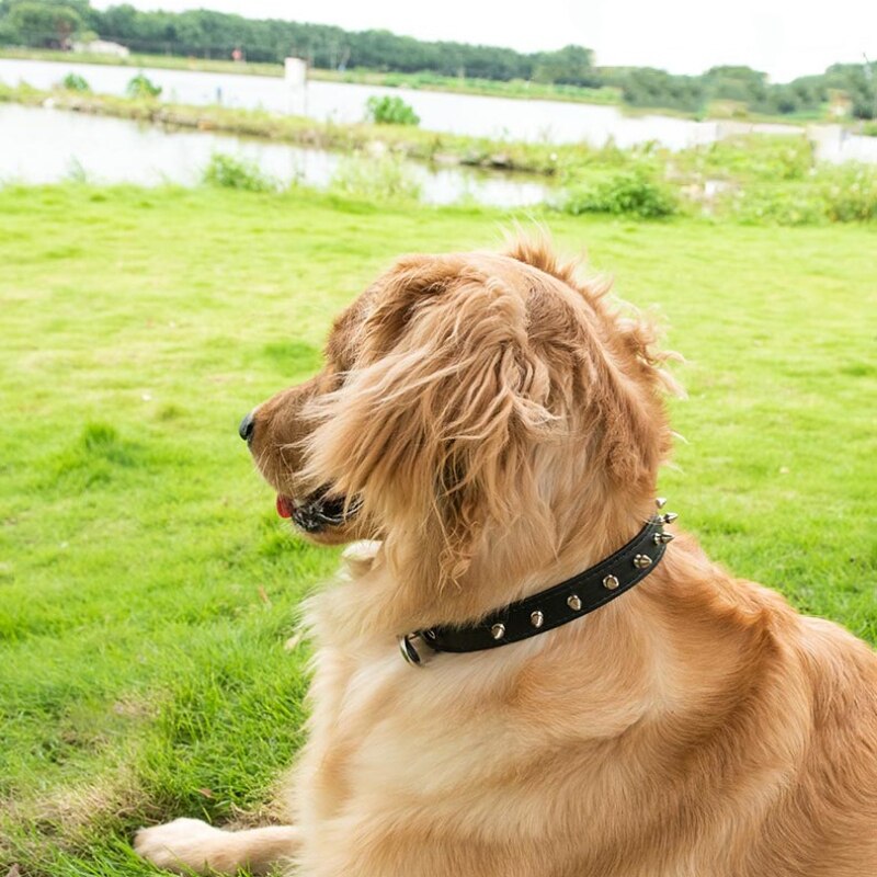 Cool Spiked Dog Collars For Studded Padded Leather Small Dogs Pitbull Terrier Adjustable Pet Necklace Dog Cat Leather CollarLLLL