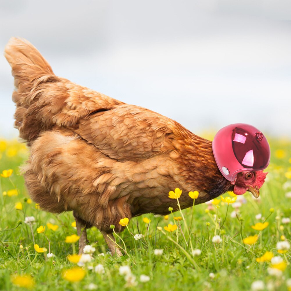 Casque de poulet pour animaux de compagnie petit animal de compagnie volaille oiseau canard couvre-chef chapeaux tête protecteur oiseau tête casque fournitures pour animaux de compagnie 1 pièces