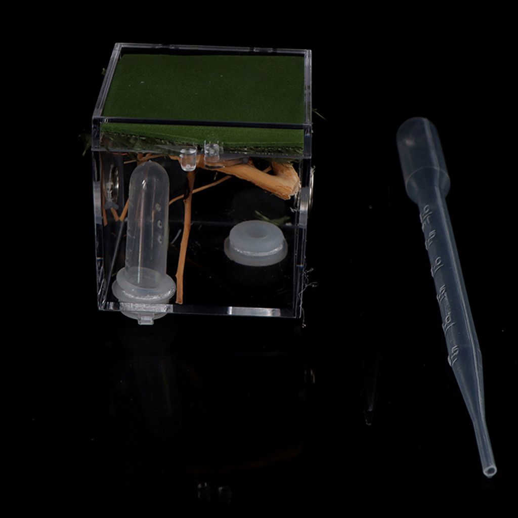 1 Set Ant Spider Small Insect Transparent Terrarium Reptile Breeding Box Assembled Eco Box with Top Feeding: M