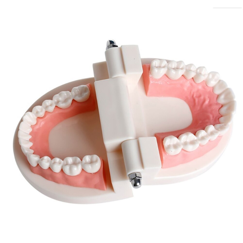 Dental Study Teaching Teeth Model Oral Care Tooth Education Dentist Equipment