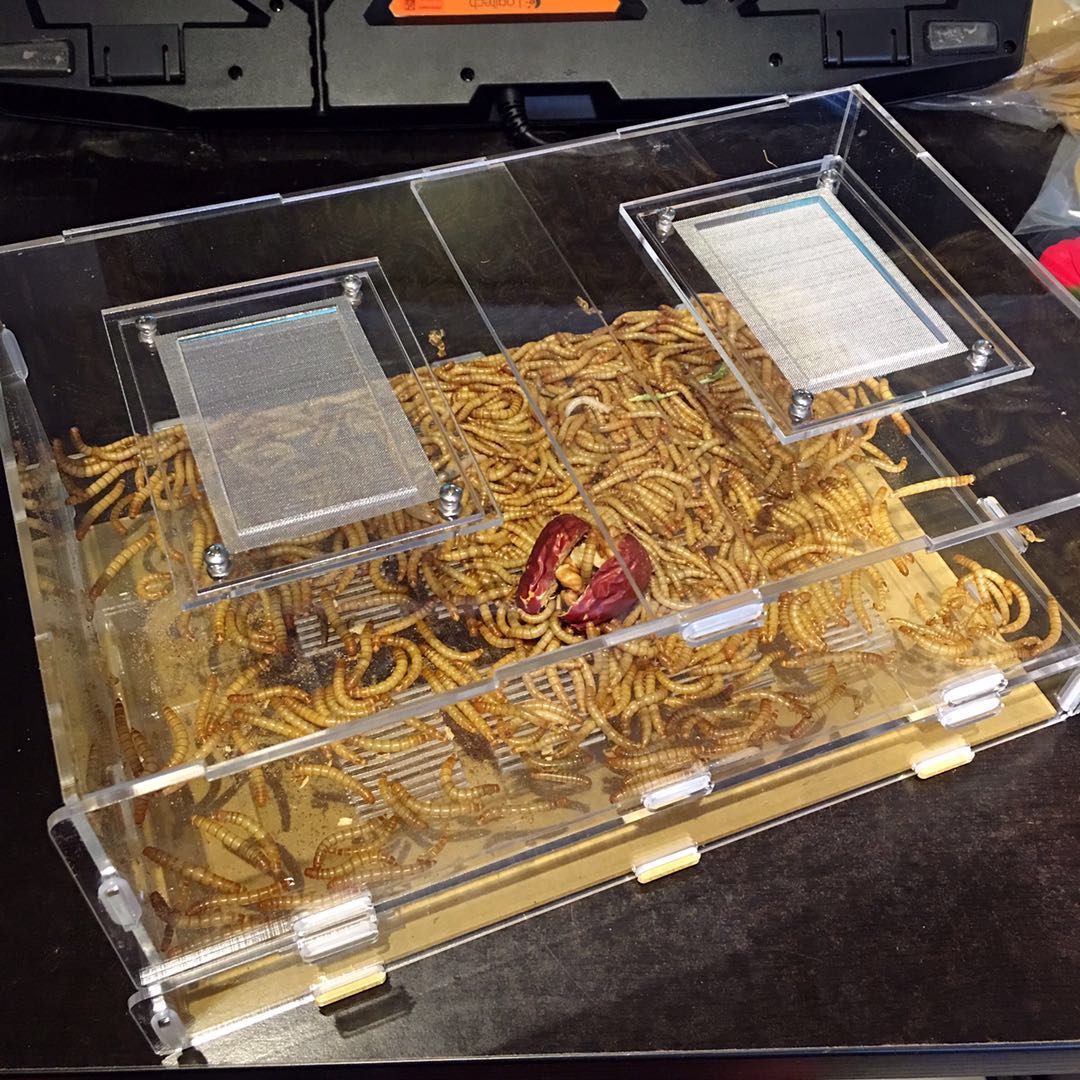 Breadworm, Wormwood, Feeding Box, Anthouse