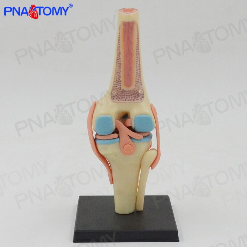 4D MASTER Detachable knee joint model Anatomy bone ligament meniscus knee human intelligence DIY